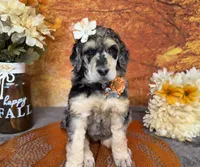 Showstopper, a female Poodle - Standard  for sale in Sarcoxie, MO – 4 of 9