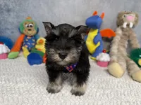 Sir Sniffs A Lot, a male Miniature Schnauzer for sale in Sarcoxie, MO – 9 of 9