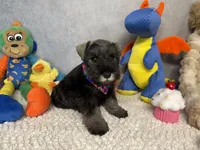 Earl of  Biscuitshire, a male Miniature Schnauzer for sale in Sarcoxie, MO – 6 of 6