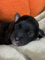 Greta , a female Miniature Schnauzer for sale in Sarcoxie, MO – 10 of 10