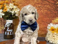 Ovation, a male Poodle - Standard  for sale in Sarcoxie, MO – 3 of 10