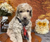 Ovation, a male Poodle - Standard  for sale in Sarcoxie, MO – 6 of 10