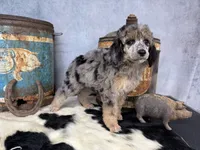 Rhythm, a female Poodle - Multi-Colored Standard for sale in Sarcoxie, MO – 6 of 8