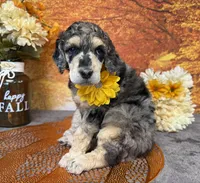 Showstopper, a female Poodle - Standard  for sale in Sarcoxie, MO – 7 of 9