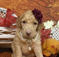 Morticia, a female Poodle - Multi-Colored Standard for sale in Sarcoxie, MO – 3 of 8