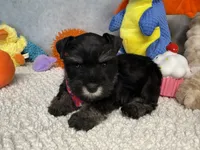 Duchess  Fluffington, a female Miniature Schnauzer for sale in Sarcoxie, MO – 8 of 10