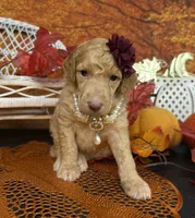 Morticia, a female Poodle - Multi-Colored Standard for sale in Sarcoxie, MO – 7 of 8
