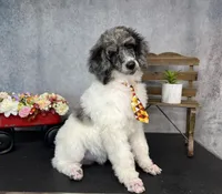 Groovy, a male Poodle - Multi-Colored Standard for sale in Sarcoxie, MO – 3 of 9
