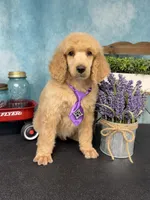 Amour, a male Poodle - Standard  for sale in Sarcoxie, MO – Photo 8 of 10