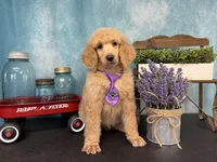 Amour, a male Poodle - Standard  for sale in Sarcoxie, MO – Photo 2 of 10