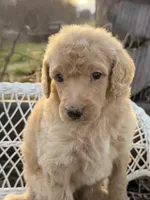 Amour, a male Poodle - Standard  for sale in Sarcoxie, MO – Photo 1 of 10