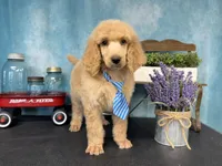 Amour, a male Poodle - Standard  for sale in Sarcoxie, MO – Photo 5 of 10