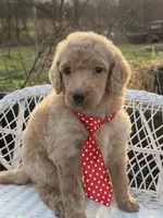 Amour, a male Poodle - Standard  for sale in Sarcoxie, MO – Photo 4 of 10