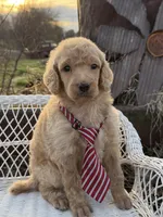 Amour, a male Poodle - Standard  for sale in Sarcoxie, MO – Photo 9 of 10