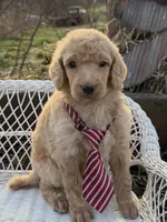 Amour, a male Poodle - Standard  for sale in Sarcoxie, MO – Photo 8 of 10