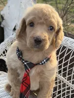 Amour, a male Poodle - Standard  for sale in Sarcoxie, MO – Photo 2 of 10