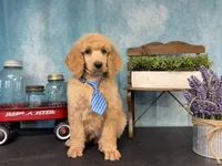 Amour, a male Poodle - Standard  for sale in Sarcoxie, MO – Photo 3 of 10