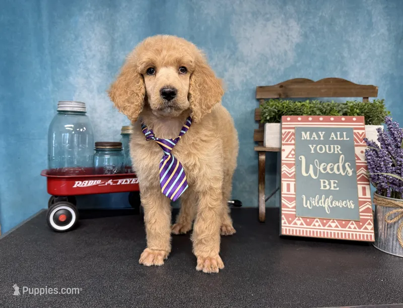 Amour – Poodle - Standard  puppy for sale in Sarcoxie, MO