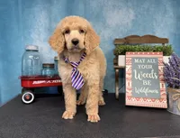 Amour, a male Poodle - Standard  for sale in Sarcoxie, MO – Photo 1 of 10