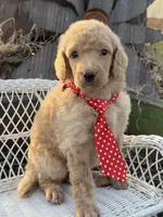 Amour, a male Poodle - Standard  for sale in Sarcoxie, MO – Photo 5 of 10