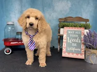 Amour, a male Poodle - Standard  for sale in Sarcoxie, MO – Photo 4 of 10