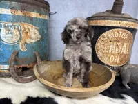 Disco, a male Poodle - Multi-Colored Standard for sale in Sarcoxie, MO – 4 of 8