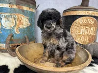 Shimmy, a female Poodle - Multi-Colored Standard for sale in Sarcoxie, MO – 5 of 8
