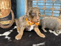 Pugsley, a male Poodle - Multi-Colored Standard for sale in Sarcoxie, MO – 6 of 10