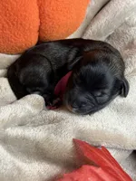 Greta , a female Miniature Schnauzer for sale in Sarcoxie, MO – 5 of 10
