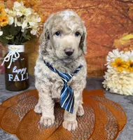Ovation, a male Poodle - Standard  for sale in Sarcoxie, MO – 2 of 10