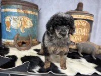 Shimmy, a female Poodle - Multi-Colored Standard for sale in Sarcoxie, MO – 1 of 8