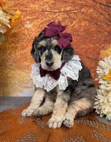 Showstopper, a female Poodle - Standard  for sale in Sarcoxie, MO – 5 of 9
