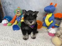 Sir Sniffs A Lot, a male Miniature Schnauzer for sale in Sarcoxie, MO – 2 of 9