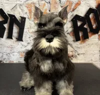 Earl of  Biscuitshire, a male Miniature Schnauzer for sale in Sarcoxie, MO – 7 of 7