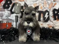 Earl of  Biscuitshire, a male Miniature Schnauzer for sale in Sarcoxie, MO – 4 of 7