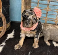 Wednesday, a female Poodle - Standard  for sale in Sarcoxie, MO – 9 of 10
