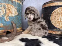 Riff, a male Poodle - Multi-Colored Standard for sale in Sarcoxie, MO – 8 of 8