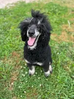 Showstopper, a female Poodle - Standard  for sale in Sarcoxie, MO – 8 of 9