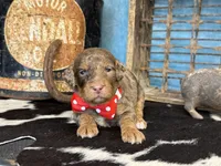 Pugsley, a male Poodle - Multi-Colored Standard for sale in Sarcoxie, MO – 5 of 10