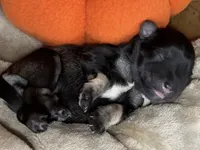 Heidi, a female Miniature Schnauzer for sale in Sarcoxie, MO – 1 of 9