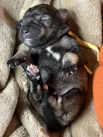 Otto, a male Miniature Schnauzer for sale in Sarcoxie, MO – 7 of 10