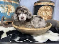 Riff, a male Poodle - Multi-Colored Standard for sale in Sarcoxie, MO – 2 of 8