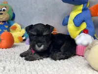 Duchess  Fluffington, a female Miniature Schnauzer for sale in Sarcoxie, MO – 5 of 10