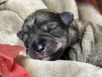 Liesel, a female Miniature Schnauzer for sale in Sarcoxie, MO – 4 of 10