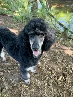 Ovation, a male Poodle - Standard  for sale in Sarcoxie, MO – 9 of 10