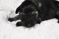 Athos, a male Miniature Schnauzer for sale in Sarcoxie, MO – Photo 3 of 10