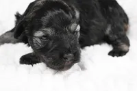 Athos, a male Miniature Schnauzer for sale in Sarcoxie, MO – Photo 5 of 10