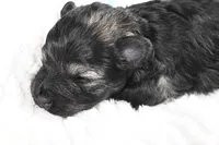 Athos, a male Miniature Schnauzer for sale in Sarcoxie, MO – Photo 7 of 10