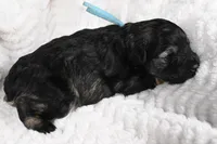 Athos, a male Miniature Schnauzer for sale in Sarcoxie, MO – Photo 8 of 10