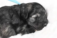 Athos, a male Miniature Schnauzer for sale in Sarcoxie, MO – Photo 6 of 10
